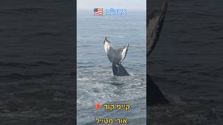 אורי מטייל ✈ | ארה"ב 🇺🇸 | קייפ קוד | שיט צפיה בלוויתנים 🐋🐳🐋 | Hyannis Whale Watcher Cruises