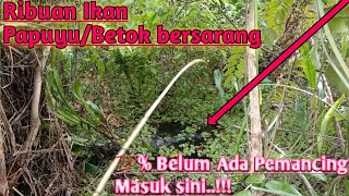 REJEKI PEMANCING LIAR‼️MENEMUKAN SUNGAI DI TENGAH HUTAN BER TAHUN-TAHUN TIDAK DI JAMAH PEMANCING