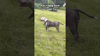 Амстафф Бой и Локи #amstaff #dog #собака #амстафф #собаки #тренировка #красавчик #щенок #семья