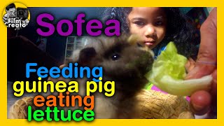 Feeding Cute guinea pig eating lettuce Part#2 | makanan haiwan peliharaan