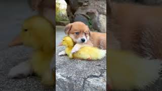 Funny & Cutest pobby and cute duck are friends