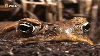 Killer Toads (Nat Geo Wild)