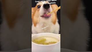 MY CORGI EATING ASMR (Bitter-melon stuffed with meatballs) #shorts #corgi #asmr #asmreating #viral