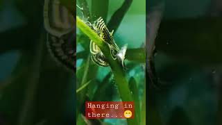 The Hillstream Loach ( Sewellia lineolata ) on a Vallisneria leaf grazing on algae