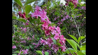 Weigélia à fleurs roses Les branches se plient de clochettes remplies