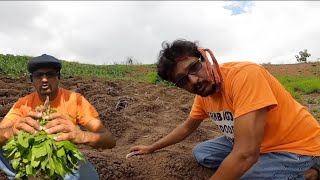 Planting cassava & digging culantro in the garden .