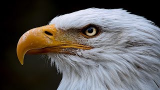 Majestic Eagles: Nature's Aerial Predators / Documentary