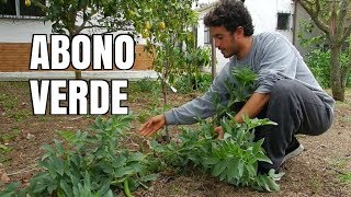 Utilizando leguminosas (HABAS) para abonar nuestros frutales | ABONO VERDE