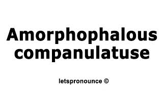 How to Pronounce Amorphophalouscompanulatuse