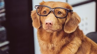 TOP 5 SMARTEST DOG BREED. 💥🤩 #shorts