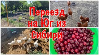 249ч🏡-Одна на хозяйстве/Жара +30/Вишня поспела