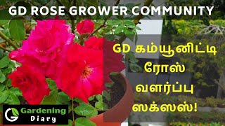 GD கம்யூனிட்டி ரோஸ் வளர்ப்பு அனுபவம் / ரோஸ் வளர்ப்பு சக்ஸஸ் - Successful rose growing experience!