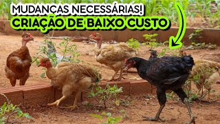 Como Criar Galinha com Poucos gastos? Dicas pra não Gastar muito Dinheiro💰