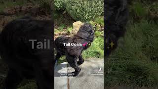 Floofy tail! #dog #grooming #tail #floof