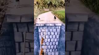 Dogs climbing ladders in 3D art on the road....hahaha