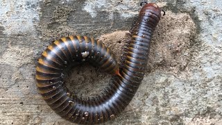 Millipede running have 100 feet and Circle