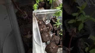 December 11 2023 Haskap, Dappled Willow, Yellow Tomatoes, CH Figs & Houseplant Clones Move Update 6