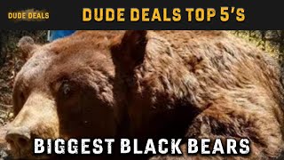 Top 5 Biggest Black Bears Hunted in the US