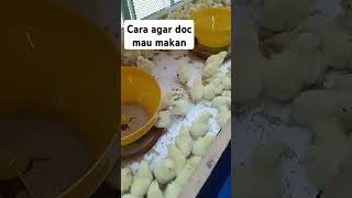 merangsang DOC ayam broiler mau makan