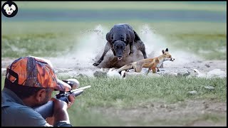 Full Video 4K - Alaska Farmers Deal With Millions of Wild Boars and Foxes | Wild Boar Hunting