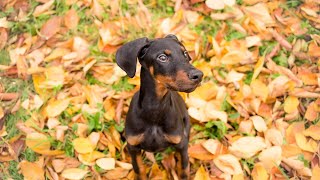 Can Doberman Pinschers be trained to do tricks for entertainment?