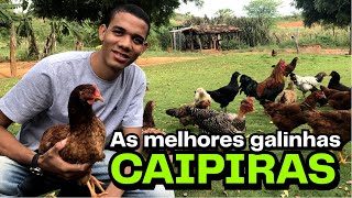 Galinhas CAIPIRAS 100% SOLTAS | AGROCRIACAO