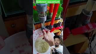 Kotoran Aquarium #satisfying #aquaristic #food #aqurian