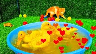 Kitten kiss the turtle, Funny ducks in the pool, جوجه اردک