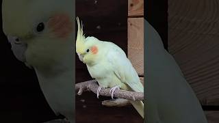 Papugi nimfy cockatiel parrot