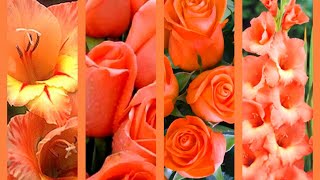 Peach Color Cute Wallpapers | Beautiful Flowers Images @Nature Beautiful Wallpapers