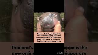 The new internet star! #pygmy #animallover #animals #hippo #animalphotography #shorts #shortsfeed