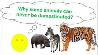 Why Some Animals Can Never be Domesticated - Domestication of Animals