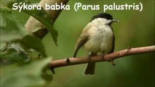 Sýkora babka (Parus palustris)