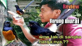 REVIEW HARGA BURUNG MURAI ‼️PELIHARA DARI UMUR 3 BULAN #part 1