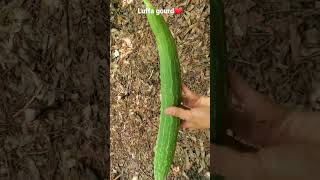 Luffa gourd growing and harvesting