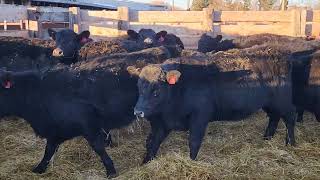 After Hours Cow Co., Geraldine, MT Replacement Hfrs @ LLA 1-30-24