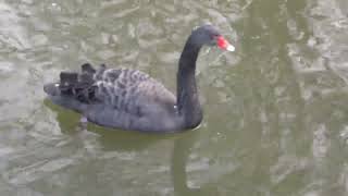 Black Swan in St James' Park