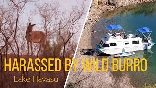 Harassed by a wild Burro at Lake Havasu