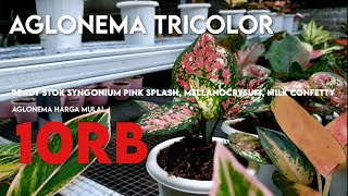 Obral aglonema turun harga - Promo jenis tanaman hias aglonema khusus pemula