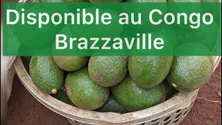 Visite d’une plantation d’avocatier greffé au Congo Brazzaville :