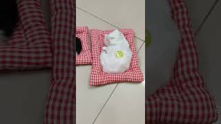 Sleeping Cat and Dogs with the Real Bilai ft. Squishy OnlyZitu Squishy Toy #cat #toy #squishy