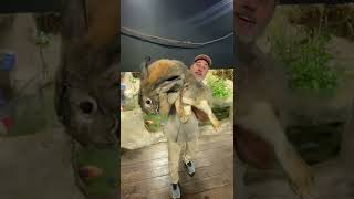 Flemish Giant rabbit - HUGE SIZE RABBITE - CUTE RABBIT - PETS WORLD #TIKTOK #SHORT #VIRAL