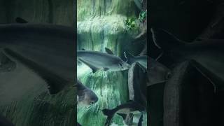 #nature #youtube shorts #shorts #trending #youtube #beautiful #animals #fish #fishing