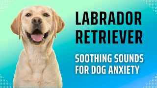 Calming Music for Labrador Retrievers: Soothing Sounds for Dog Anxiety