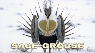 Greater sage-grouse lek