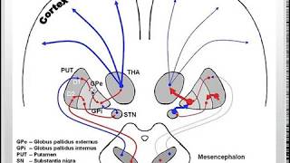 Movement disorders Parkinson's disease