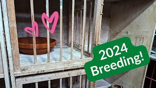 Racing Pigeon Breeding Plans 2024