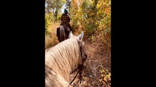 Riding Horses North Fork