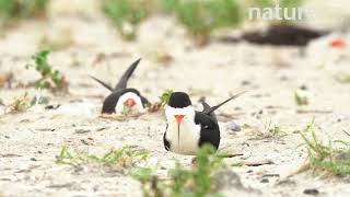 Black Skimmer (Rynchops niger) excavating nest scrape on beach, Long Island, New York, USA.