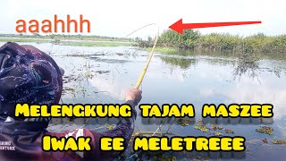 Mancing Nila Di Rawa, Ikan Nilanya meletre // part 2